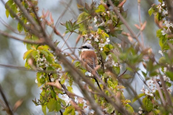 Törnskata_Blekinge Törnskata_Blekinge